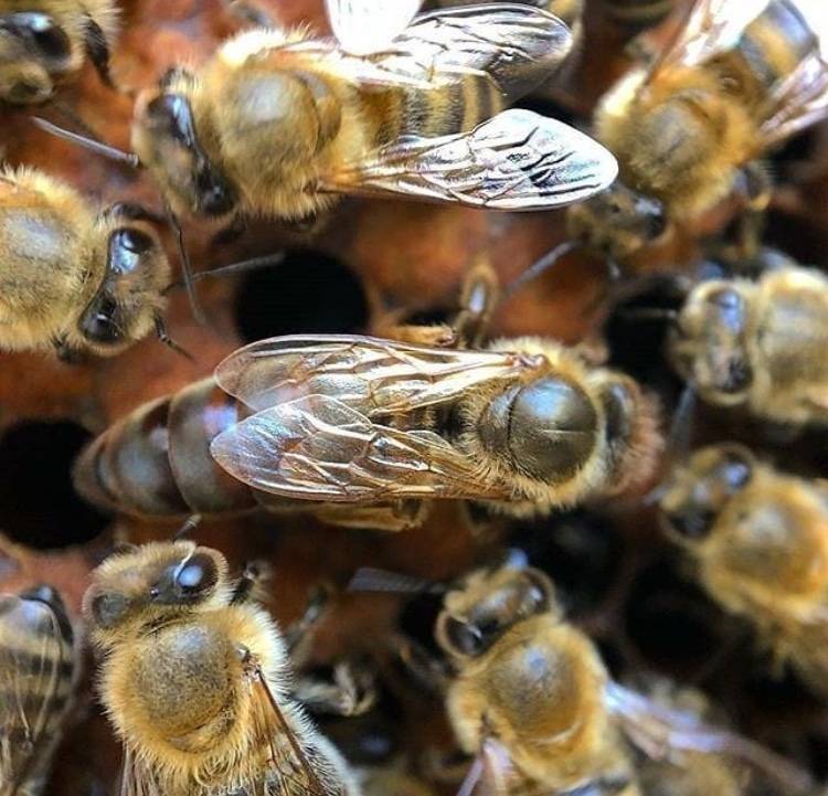 Пчелы породы бакфаст |