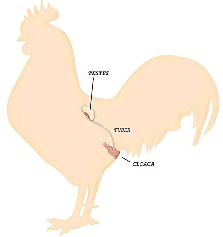 Как петух оплодотворяет кур: особенности процесса спаривания