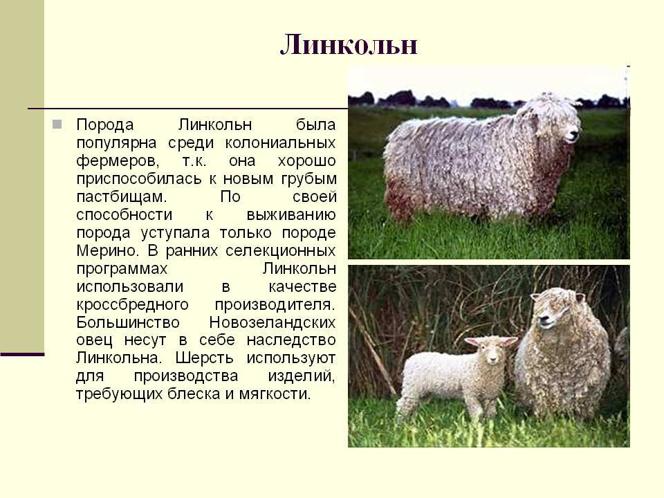 Разведение овец в домашних условиях: особенности содержания овечек и баранов в личном подсобном хозяйстве