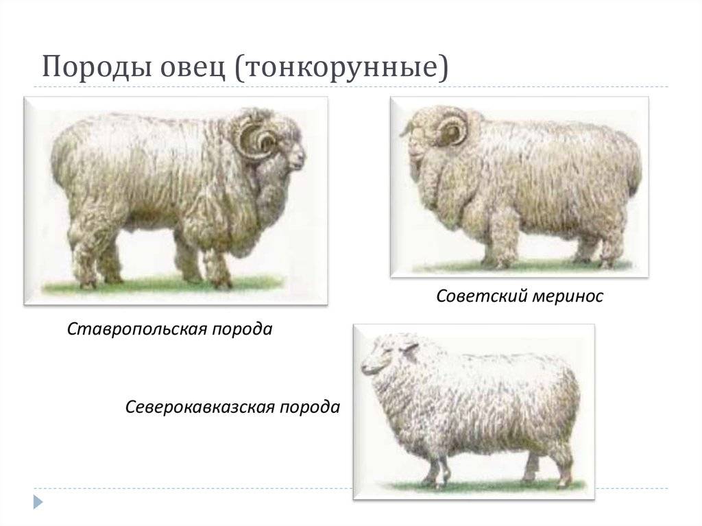 Порода тонкорунных овец: характеристика, описание, фото