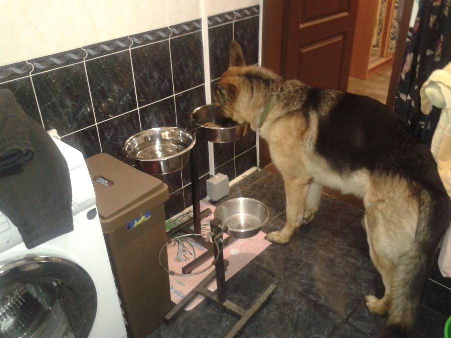 Чем можно и чем нельзя кормить собаку в домашних условиях
