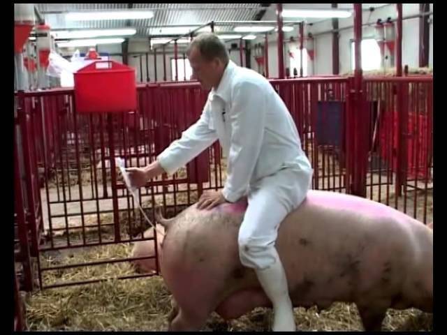 Искусственное осеменение свиней: техника проведения, описание