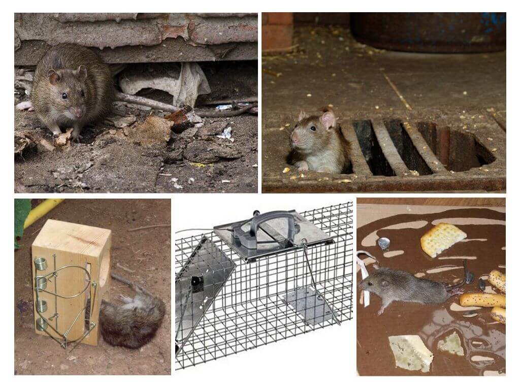 Как избавиться от крыс и мышей в курятнике или сарае: работающие способы уничтожения грызунов