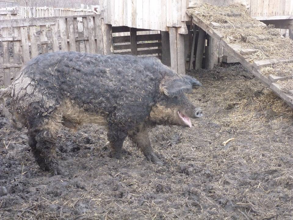 Венгерская мангалица – пуховая порода свиней с мраморным мясом 2021