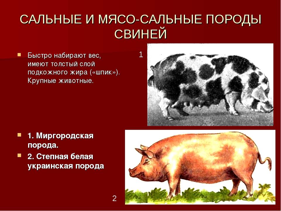 Кормление свиней | мясной, беконный или до жирных кондиций: какой откорм свиней самый эффективный?