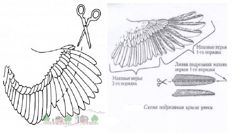 Как подрезать крылья уткам: описание, видео, фото