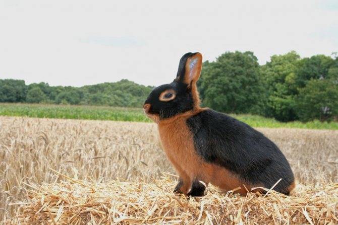 Черно-огненный кролик: описание породы, фото, содержание и уход, отзывы, достоинства и недостатки