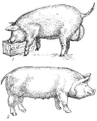 Бруцеллез сельскохозяйственных животных: овец, свиней и др