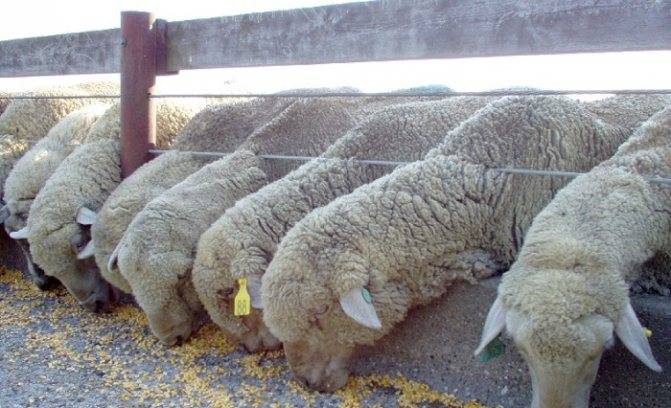 Чем кормить овец в домашних условиях