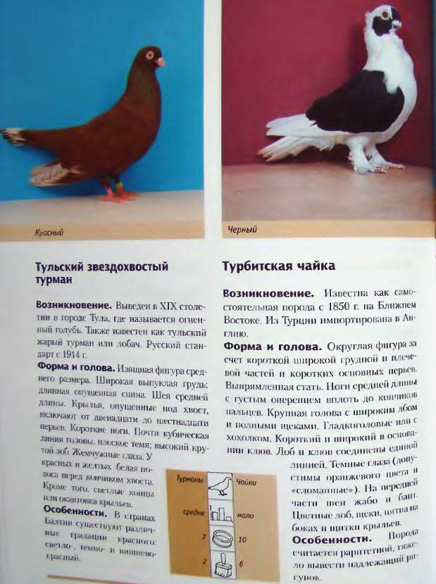 Породы голубей: домашние, декоративные, спортивные и другие виды