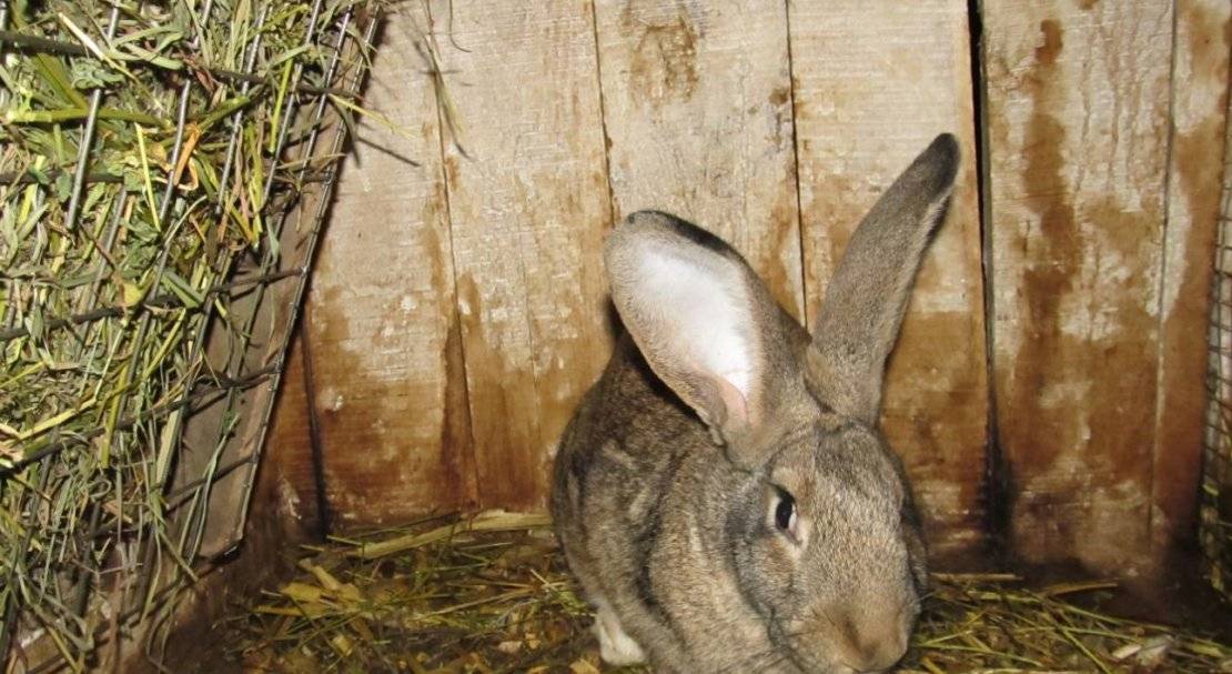 Кролик бельгийский великан — описание и фото, характеристика, разведение и содержание.