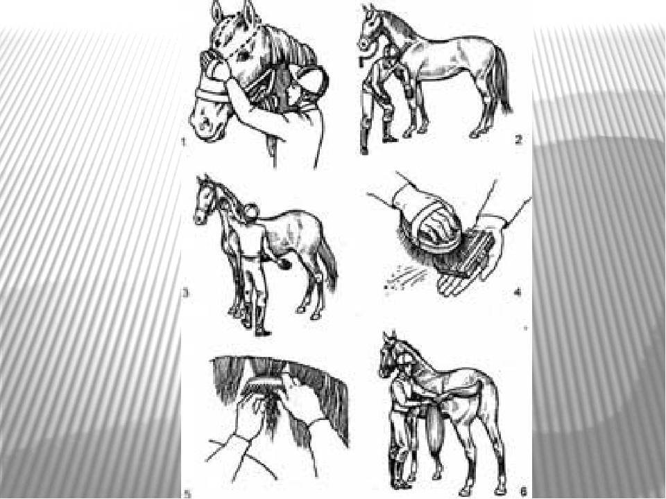 Как ухаживать за лошадью в домашних условиях для начинающих, способы и правила
