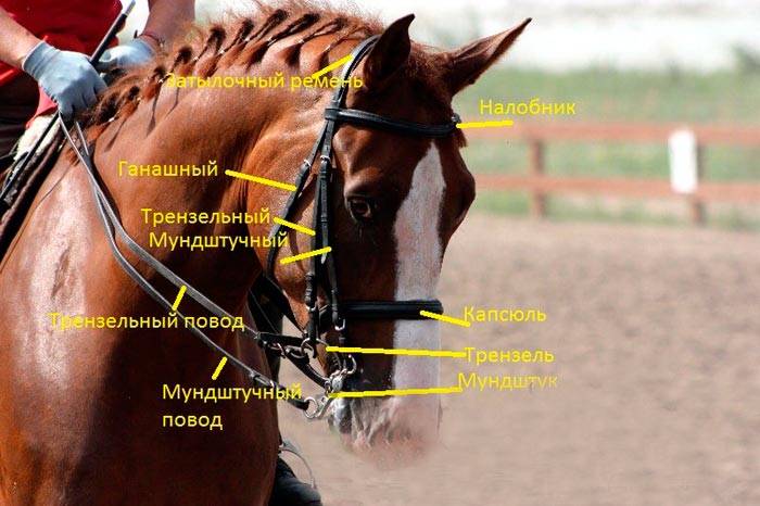 Уздечка для лошади: как сделать своими руками, как правильно её надеть