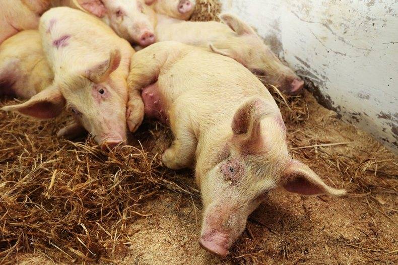 Африканская чума свиней (ачс) — признаки, симптомы и профилактика