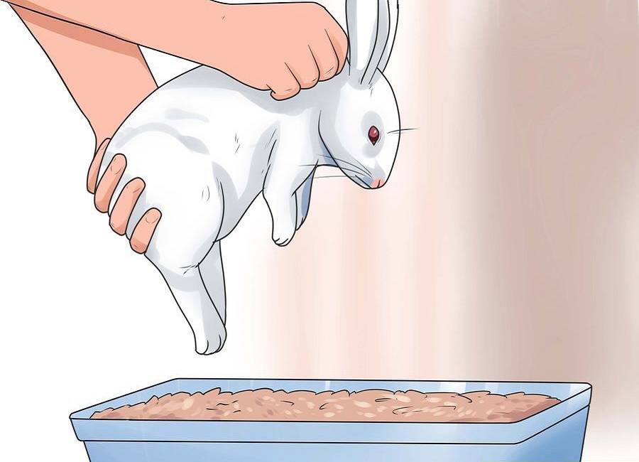 Кролик перестал есть и пить: почему и как помочь?