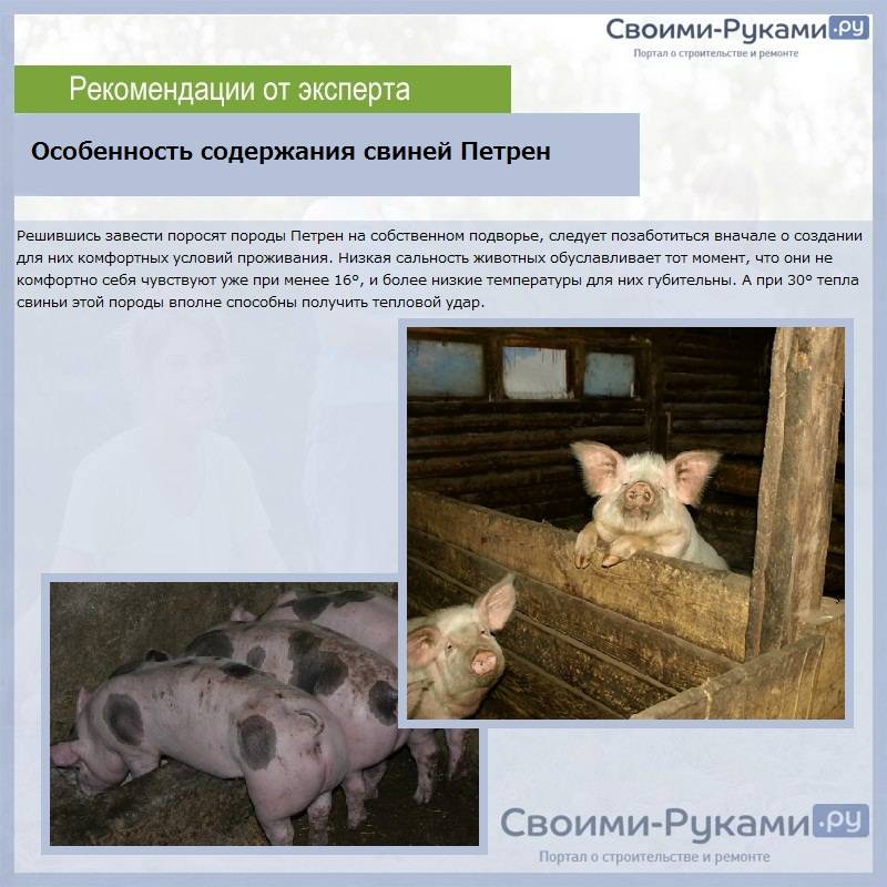 Свиньи породы пьетрен: описание, содержание, отзывы