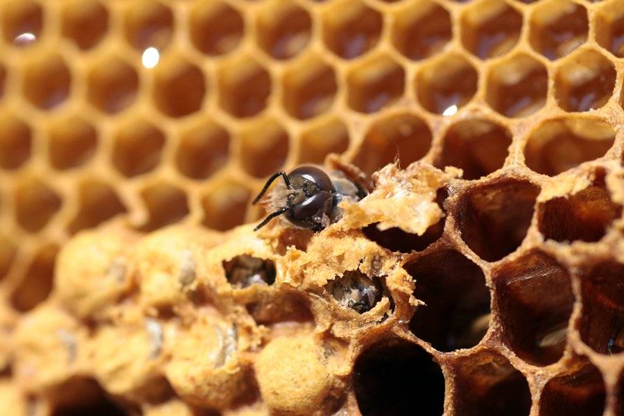 Как пчелы делают мед и зачем, видео