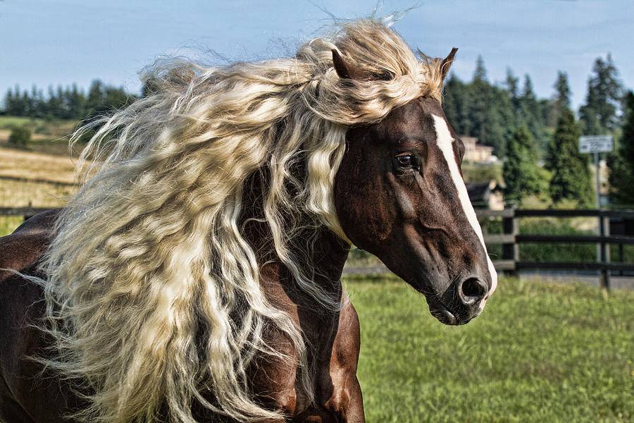 Самые красивые породы лошадей в мире: описание, красивые фото, видео
