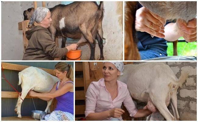 Как доить козу своими руками — техники и правила