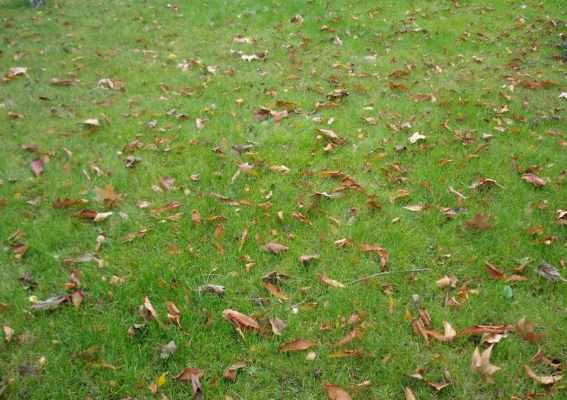 Подготовка газона к зиме: осенний уход, последняя стрижка, чем удобрить