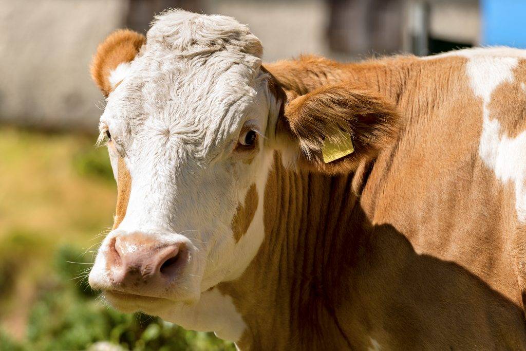 Комолая коров: характеристика лучших безрогих пород, их виды и описание