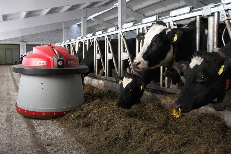 Содержание коров — особенности ухода за крс в домашних условиях
