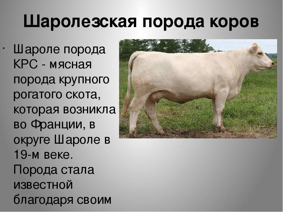 Русская комолая порода мясных коров