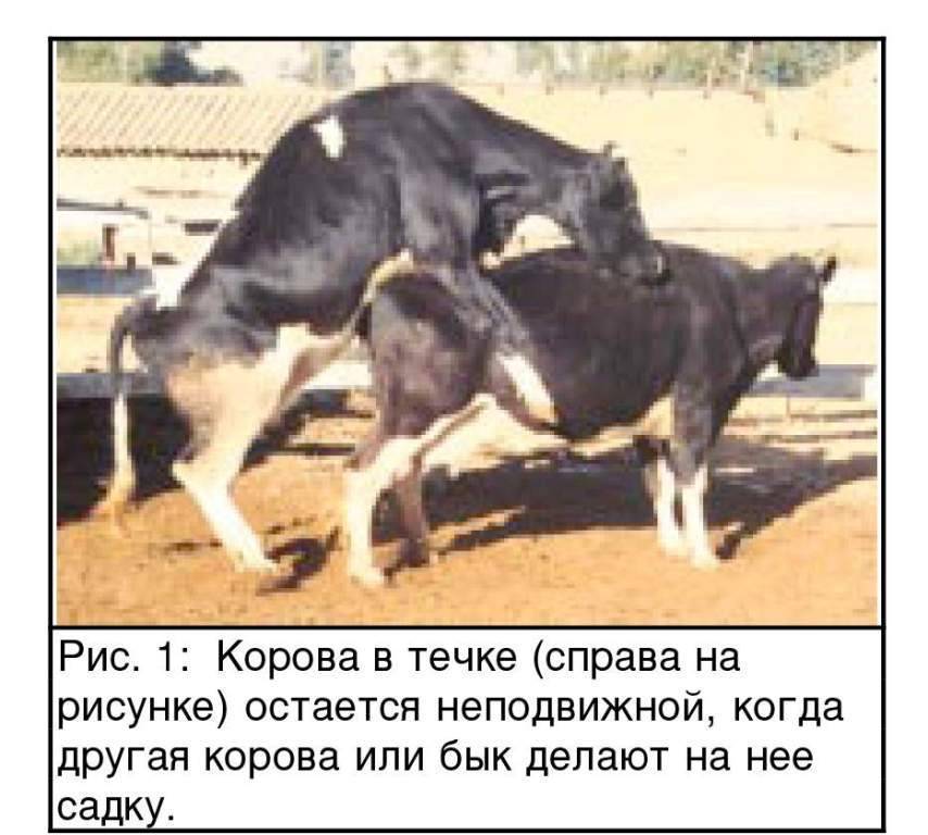 ✅ охота у коровы: признаки, сколько дней длится, как определить - tehnoyug.com