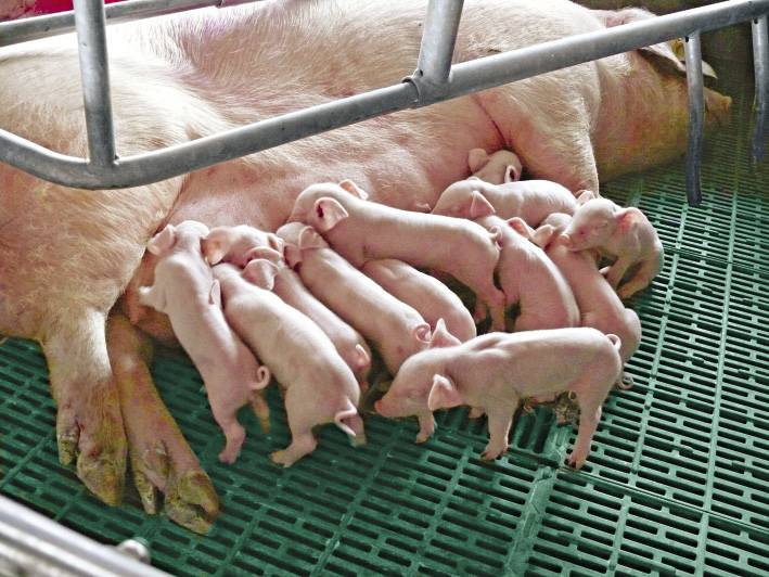 Мясной откорм — свиноводство -> откорм свиней