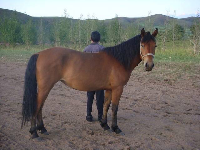 Монгольская лошадь – от первых упоминаний до сегодняшнего состояния