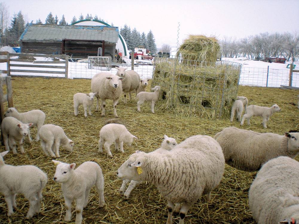 Порода овец тексель: описание, характеристика, разновидности, правила содержания и ухода