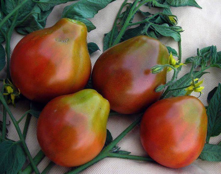 Японский трюфель: особенности томата, отзывы и описание агротехники