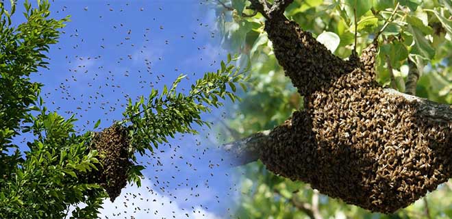 Дикие пчелы: виды, отличия, где живут, как избавиться