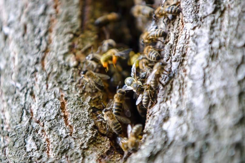 Дикие пчелы: виды, отличия, где живут, как избавиться