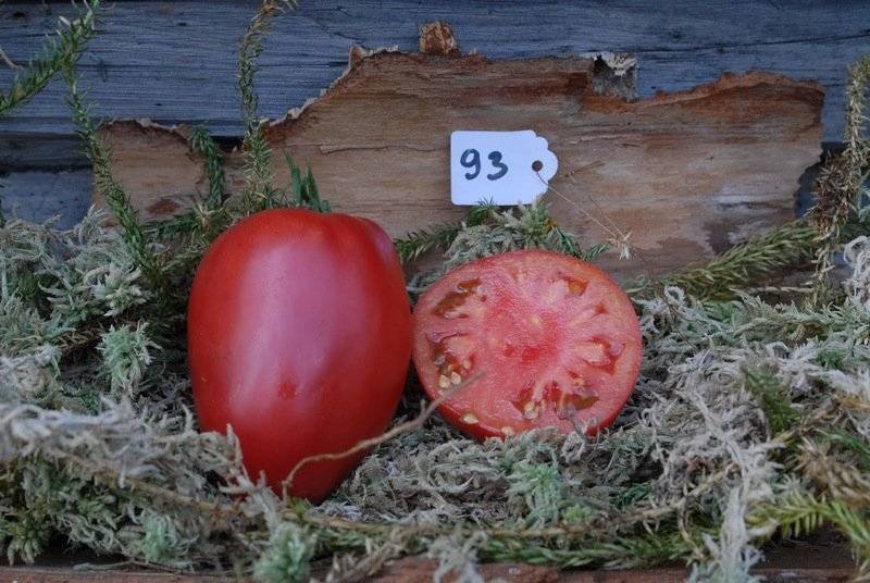 Томат абаканский розовый: отзывы об урожайности тех кто их сажал, характеристики и описание сорта семян, фото и видео крупноплодных помидоров марки сибирский сад