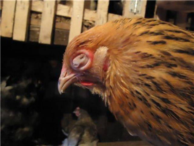 О болезнях глаз у курицы: что делать, если один глаз закрылся, как лечат слепоту