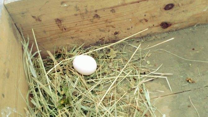 Почему куры клюют свои яйца: что делать, если съедают - как решить проблему, если едят, как отучить, когда склевывают