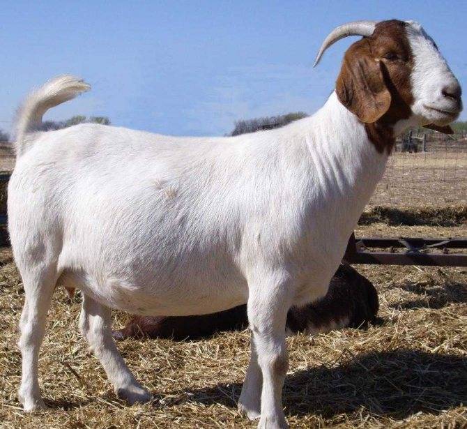 Бурские козы: описание и характеристика породы, фото, известность в россии, как получить возможность выращивать, как содержать и ухаживать?