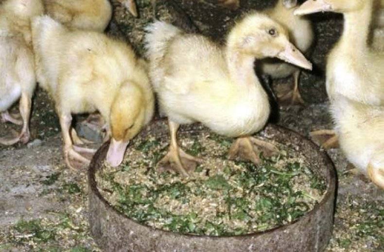 Гусенок гусенку рознь: как кормить и ухаживать за гусятами с первого месяца жизни