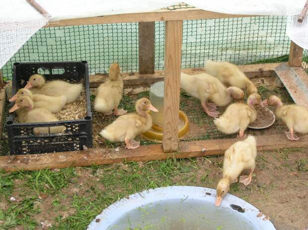 Как вырастить цыплят-бройлеров в домашних условиях