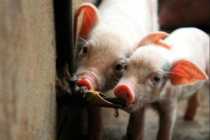 4 вида поилок для свиней, о которых нужно знать каждому свиноводу