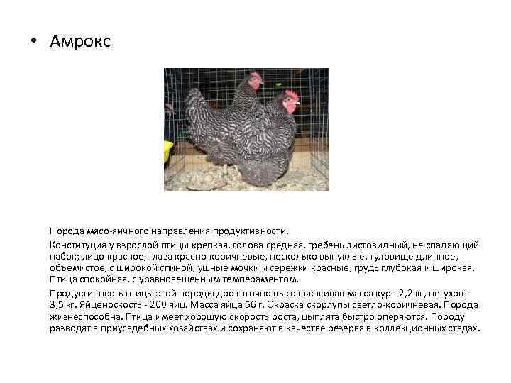 ᐉ феникс порода кур: описание породы, правила содержания и разведения - zooon.ru