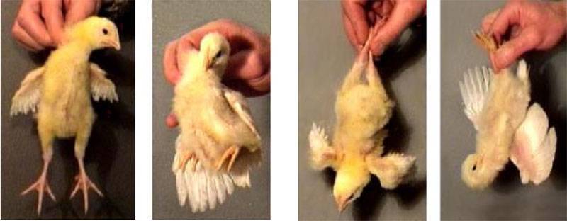 Как определить пол цыпленка — рассказываем по порядку