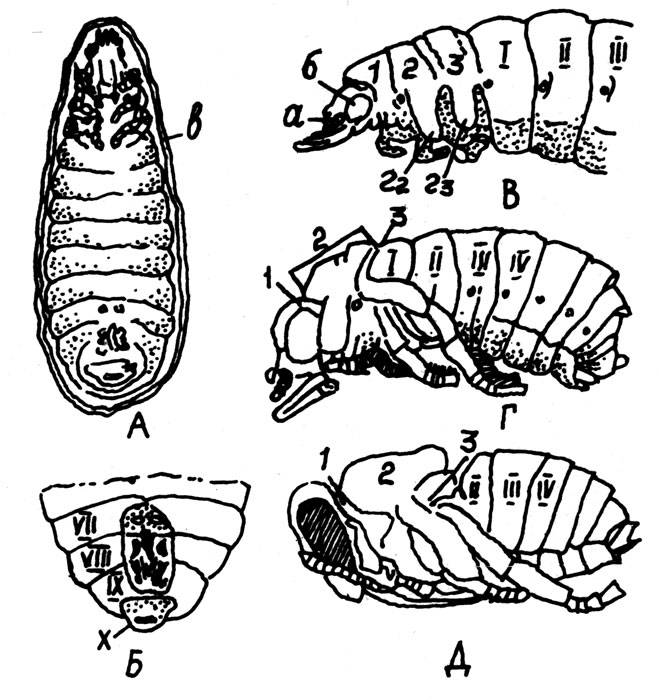 Строение пчелы: какие отделы тела имеет пчела, анатомия головы, тела, развитие организма