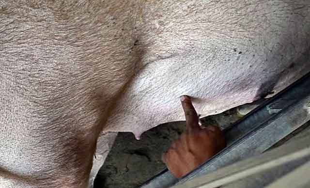 Как узнать супоросная свинья или нет: сколько длится беременность у свиноматки?