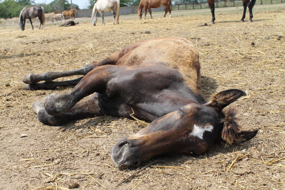 Как спят лошади: стоя или лежа - интересный факт