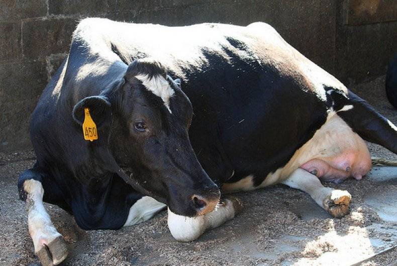 Что такое парез у коровы и как его лечить?