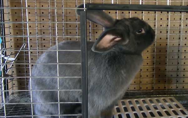 ᐉ чем дезинфицировать клетки кроликов в домашних условиях? - zooon.ru