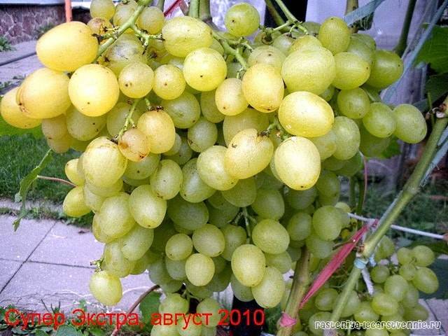 Виноград "супер экстра": описание сорта, вредители, заболевания и фото selo.guru — интернет портал о сельском хозяйстве