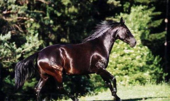 Кабардинская порода лошадей их особенности, характер, история возникновения и применение кавказских коней